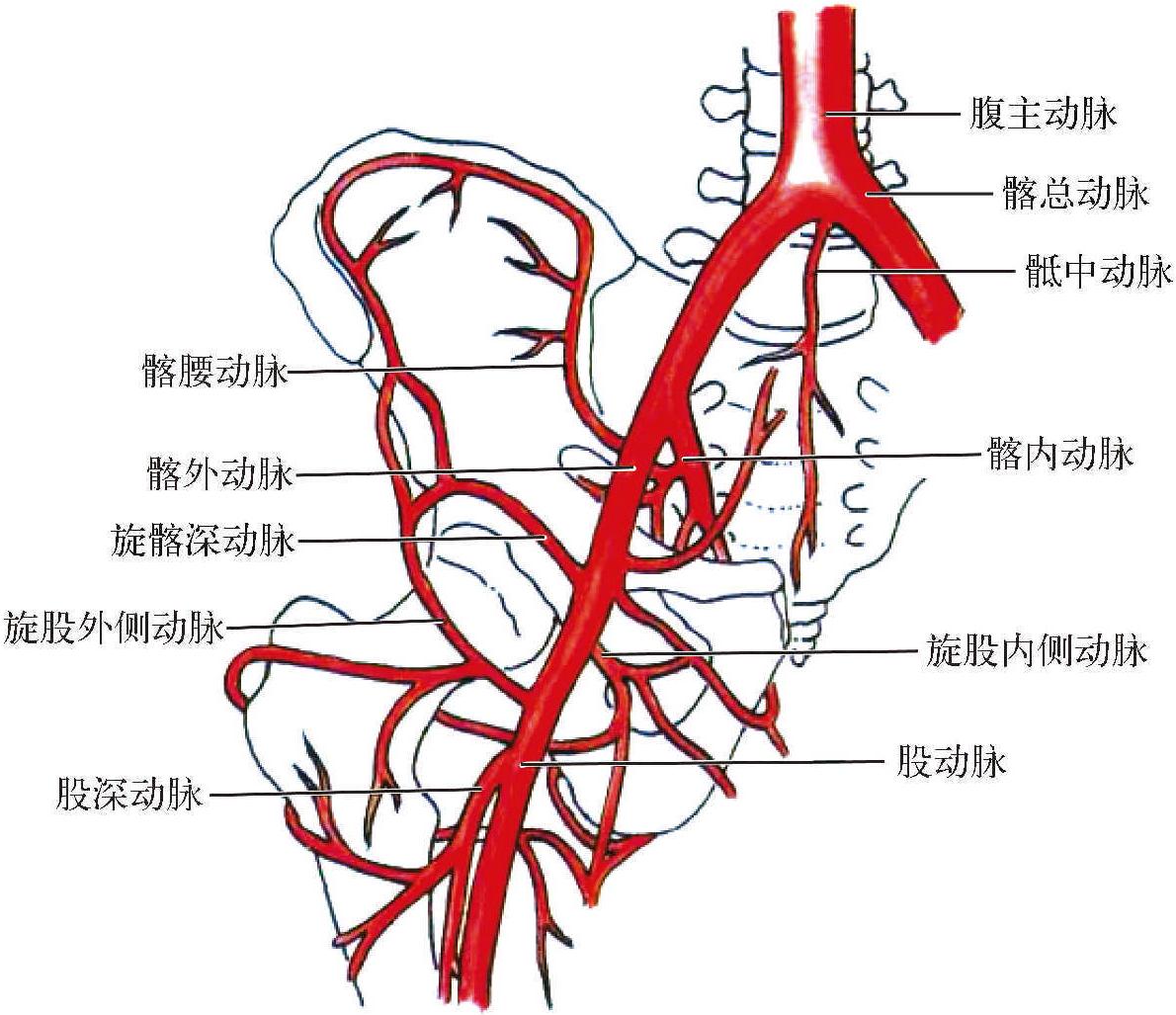 髂血管分支解剖图片